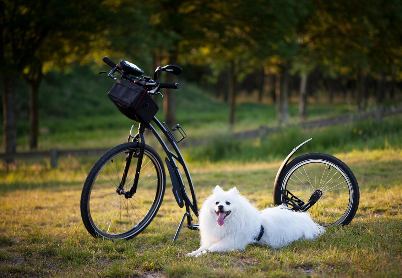sprt dog 2